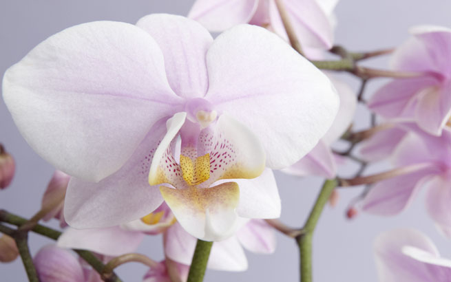 Wie Sie Orchideen richtig pflegen