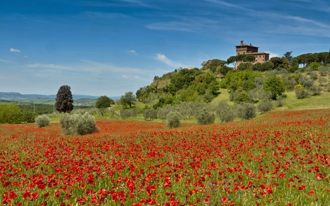 Knallroter Mohn durchzieht im Sommer die Wiesen in der Toskana 
