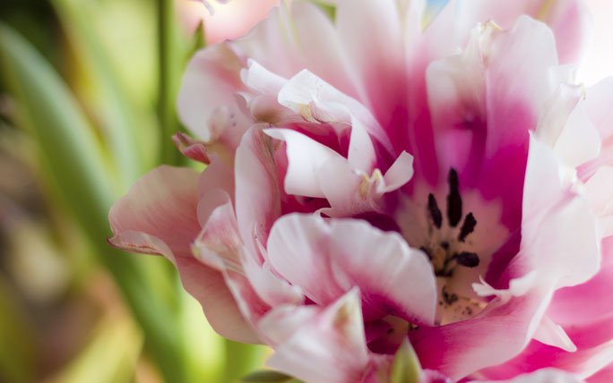 Gefüllte Tulpe: Tulpia Wirosa