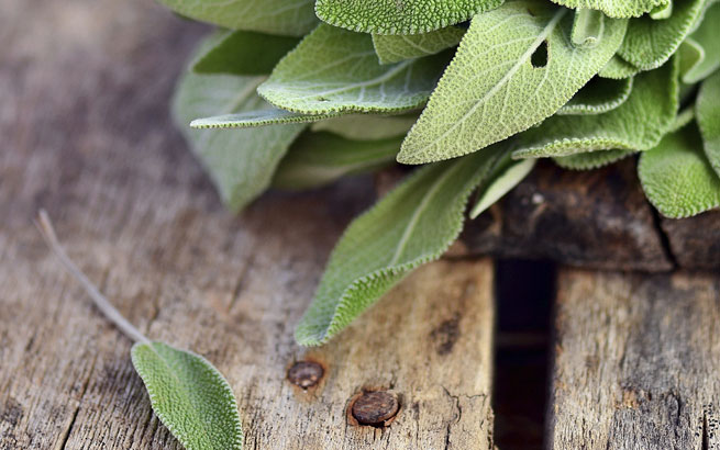 Salbei: eine aromatische Heilpflanze mit Tradition