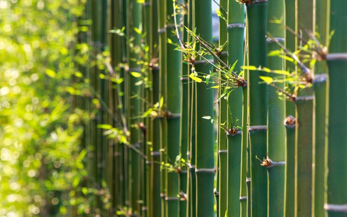 Bambus und Schilf als Sichtschutz