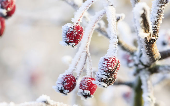 Winterblüher: Hingucker im winterlichen Garten