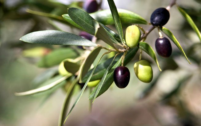 Ein Olivenbaum versprüht mediterranes Flair auf der Terrasse und im Garten